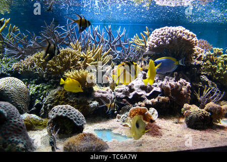 Colorati pesci marini nuotare tra i coralli in London Zoo Acquario, ZSL London Zoo di Londra, Regno Unito Foto Stock