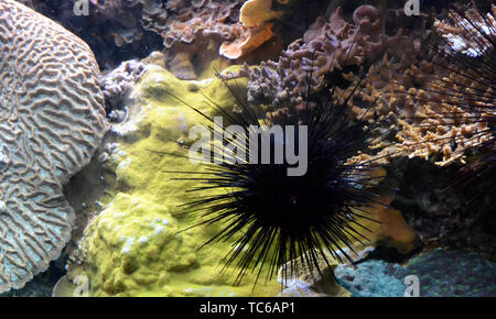 Un nero spiney ricci di mare presso il London Zoo Acquario, ZSL London Zoo di Londra, Regno Unito Foto Stock