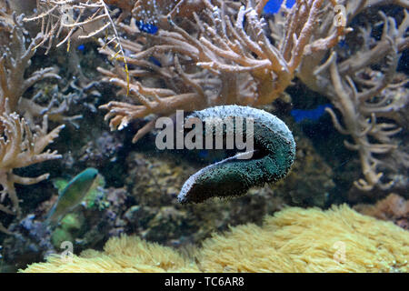 Nero lungo mare cetriolo (Holothuria leucospilota) tra le barriere coralline al London Zoo Acquario, ZSL London Zoo di Londra, Regno Unito Foto Stock