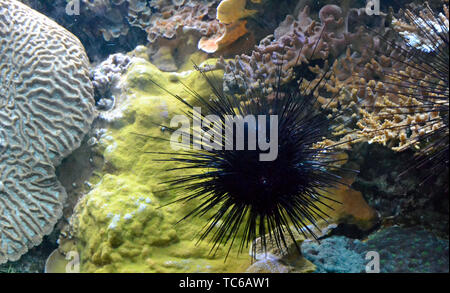 Un nero spiney ricci di mare presso il London Zoo Acquario, ZSL London Zoo di Londra, Regno Unito Foto Stock