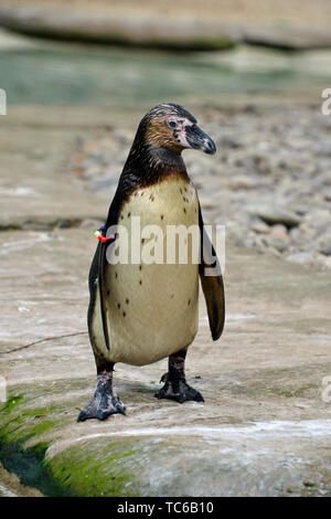 Un pinguino di humbolt dal Perù allo Zoo di Londra, London, Regno Unito Foto Stock