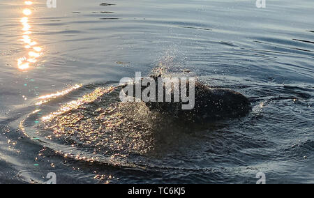 Berlino, Germania. Il 6 giugno, 2019. Mongrel Ivy aggiorna se stessa nella mattinata con la Sprea. Credito: Paolo Zinken/dpa/Alamy Live News Foto Stock