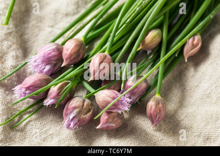 Materie organiche verde fioritura di erba cipollina pronto a cucinare con Foto Stock