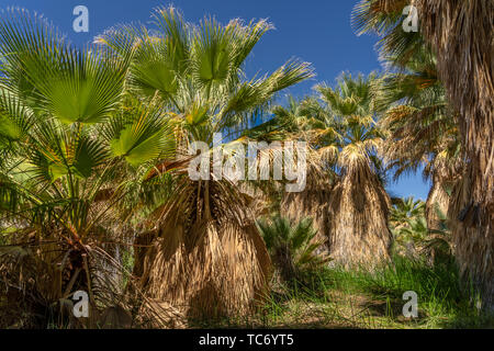 Valle di Coachella preservare e migliaia di palme oasi a migliaia di palme, California, USA. Foto Stock
