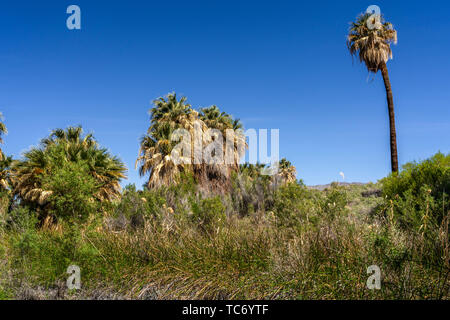 Valle di Coachella preservare e migliaia di palme oasi a migliaia di palme, California, USA. Foto Stock