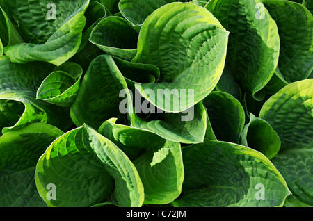 Con sfondo verde Hosta blooming lascia nella giornata di sole. Disegno botanico hosta top view crescente aiuola di fiori nel giardino. Foto Stock