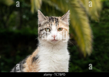 Ritratto di una patch cat guardando la telecamera Foto Stock