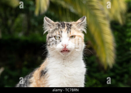 Ritratto di un divertente gatto guardando la telecamera. Funny kitty Foto Stock