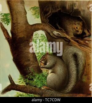 Il disegno inciso dello scoiattolo grigio (Sciurus carolinensis), dal libro "relazione annuale" da New York foresta, di pesce e di selvaggina Commissione, 2 gennaio 1902. La cortesia Internet Archive. () Foto Stock