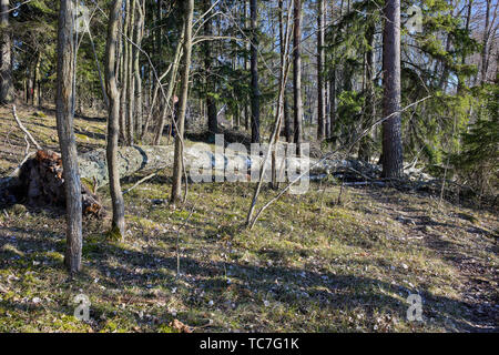 Foresta in Bogesundslandet fuori Vaxholm, Svezia Foto Stock