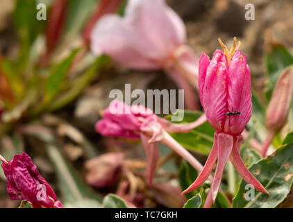 Ant si arrampica su di avvizzimento fiore rosa close up Foto Stock