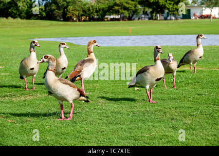 Miami Beach Florida, campo da golf pubblico Normandy Shores, oche egiziane Alopochen aegyptiaca uccello gaggle, FL190430055 Foto Stock