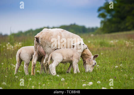 Texel ewe, female sheep, with newborn twin lambs in lush green meadow in Spring Time. Foto Stock