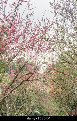 Foresta di Bamboo prugna Fiore strada prato in primavera a Chengdu, Cina Foto Stock