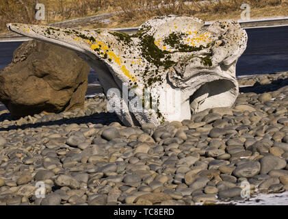 Un grande cranio pietrificato sul ciglio della strada in Islanda in un letto di ghiaia Foto Stock