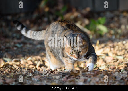 Gatta Calico all'aperto Foto Stock