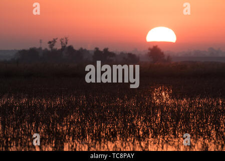 Sun rise over allagato i campi di origine Foto Stock