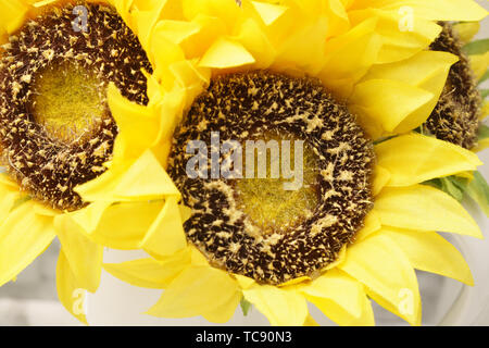 Fake bouquet di semi di girasole Foto Stock