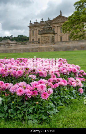 Dahlia (salina Maxi) 'Salinas'. Dahlia Salinas fiori infront di Chatsworth House. RHS Chatsworth flower show 2019. Chatsworth, Derbyshire, Regno Unito Foto Stock