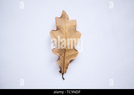 Foglie di quercia su sfondo bianco in stile minimal. Foto Stock