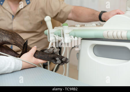 Medico Veterinario effettua una ecografia e cardiogram del cuore di un cane in ufficio di una clinica veterinaria. Foto Stock