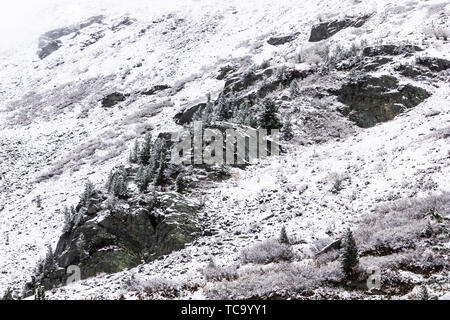 Inverno in montagna. Snowy pini sulla collina, frosty meteo nella foresta dopo la nevicata Foto Stock