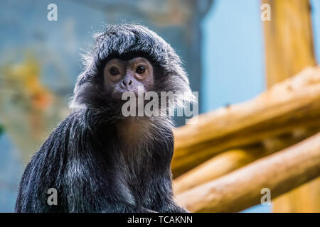 Iavan langur monkey con la sua faccia in primo piano, bel ritratto di un primate tropicale, vulnerabile specie animale da l'isola di Giava dell Indonesia Foto Stock
