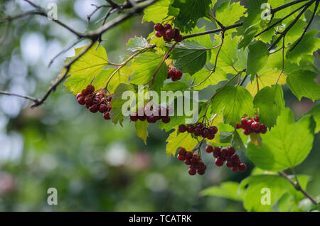 Opulus viburnum, bacche rosse e foglie all'aperto in tarda estate. Ramo di viburno rosso nel giardino. Mazzo di bacche di viburnum rosse su un ramo. Morbido Foto Stock