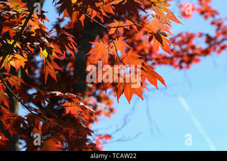 Rosso brillante foglie di acero contro il cielo. Foto Stock