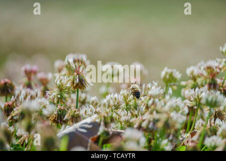 Immagine ravvicinata di molti Trifolium repens blossom e bee lavora a Los Angeles in California Foto Stock