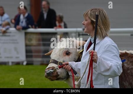 Longhorn bestiame essendo giudicato in mostra l'anello al Royal Welsh Spring Festival di piccoli coltivatori Foto Stock