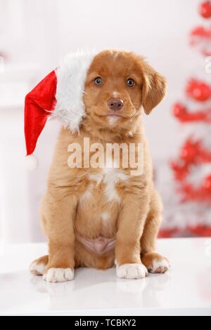 Nova Scotia Duck Tolling Retriever cucciolo Foto Stock