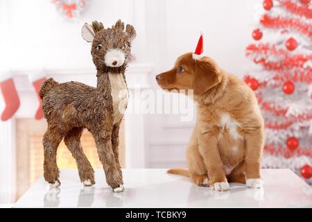 Nova Scotia Duck Tolling Retriever cucciolo Foto Stock