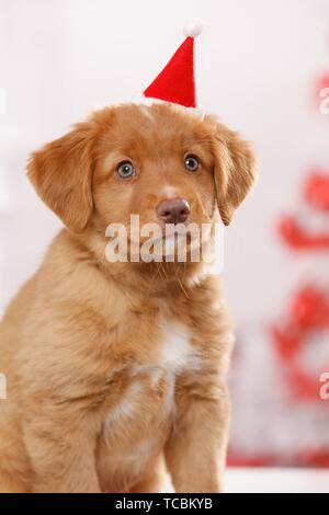 Nova Scotia Duck Tolling Retriever cucciolo Foto Stock
