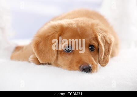 Nova Scotia Duck Tolling Retriever cucciolo Foto Stock