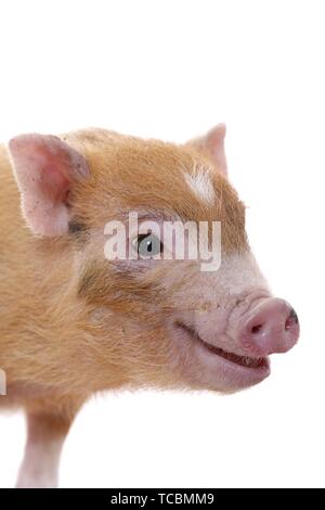 Maiale micro Foto Stock