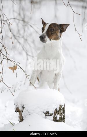 Jack Russell Terrier nella neve Foto Stock