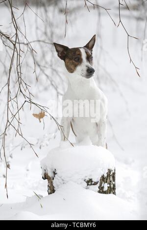 Jack Russell Terrier nella neve Foto Stock