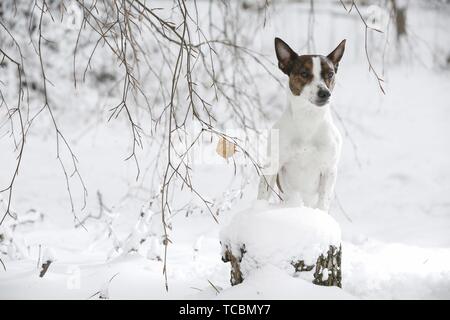 Jack Russell Terrier nella neve Foto Stock