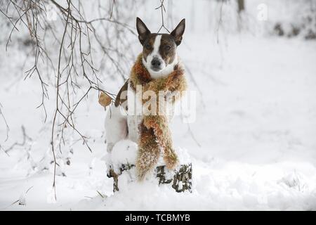 Jack Russell Terrier nella neve Foto Stock