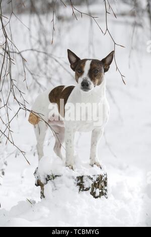 Jack Russell Terrier nella neve Foto Stock