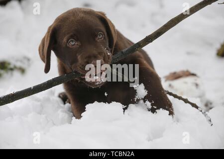Il Labrador cucciolo nella neve Foto Stock