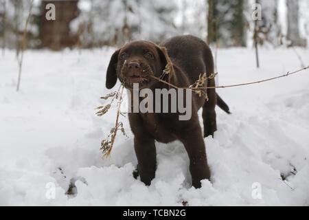 Il Labrador cucciolo nella neve Foto Stock