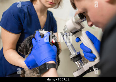 Veterinari oculisti esaminare i feriti occhio di un cane con una lampada a fessura in una clinica veterinaria. Foto Stock