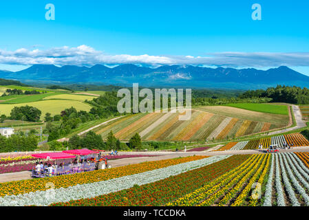 Fiori vivaci streak pattern attrae visitatori. Panoramica di fiori colorati in campo Shikisai-no-oka, un posto molto popolare per visite turistiche nella città di Biei, Foto Stock