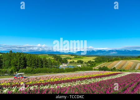 Fiori vivaci streak pattern attrae visitatori. Panoramica di fiori colorati in campo Shikisai-no-oka, un posto molto popolare per visite turistiche nella città di Biei, Foto Stock