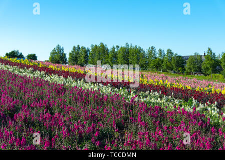 Fiori vivaci streak pattern attrae visitatori. Panoramica di fiori colorati in campo Shikisai-no-oka, un posto molto popolare per visite turistiche nella città di Biei, Foto Stock