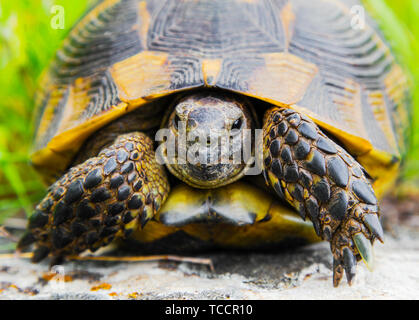 Bella la tartaruga nel selvaggio - Vista ravvicinata Foto Stock