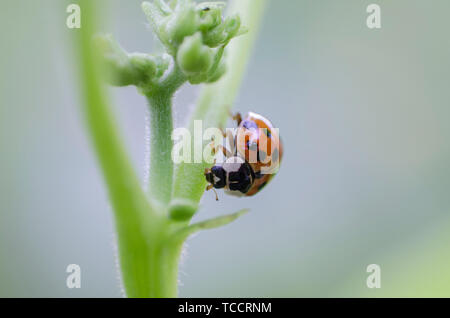 Tiny ladybug siede sullo stelo di una pianta, macro close up, sfondi sfocati. Foto Stock