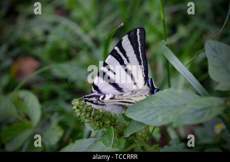 Bianca a strisce farfalla posata sull'erba verde. La scarsa a coda di rondine, Iphiclides podalirius è una farfalla, famiglia Papilionidae. Chiamato anche il Foto Stock